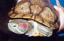 Rotwangenschmuckschildkröte